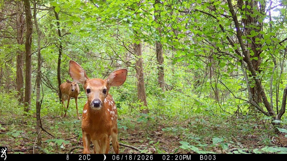 A trail camera in Baskett Forest captured an intimate moment between a fawn and its mother. 