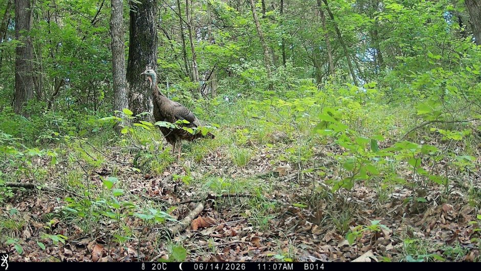 A wild turkey and its poult pass in front of a trail camera in Baskett Forest.