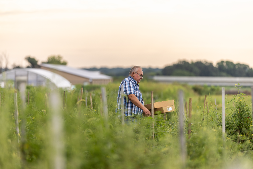 Tim Reinbott holding boxes in a field of tomatoes.