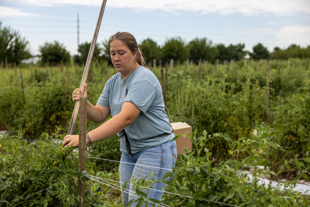 Kaitlyn Blakemore holding a wooden stake in a row of tomato plants.