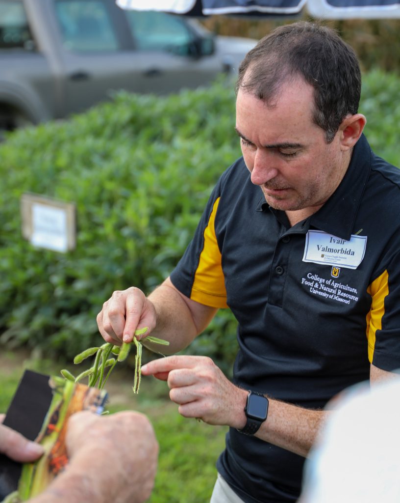 A researcher showing the inside of a soybean plant.