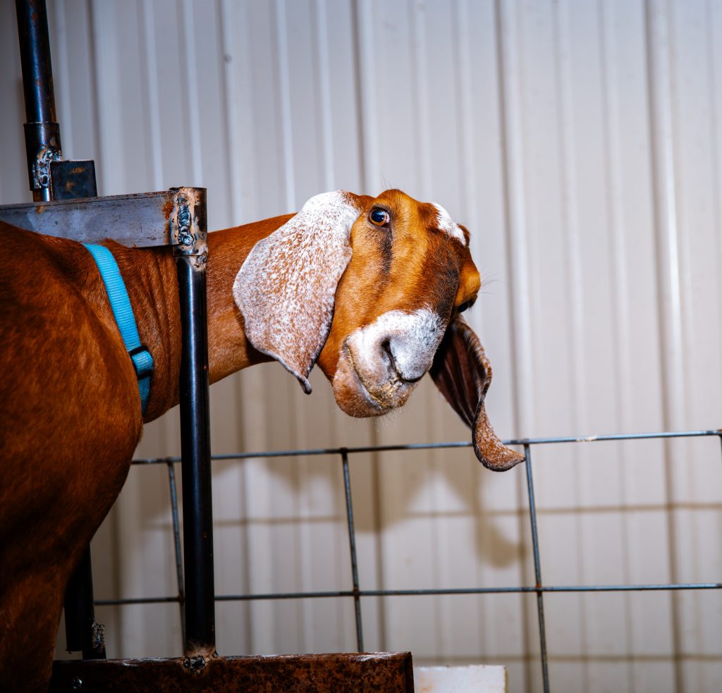 Dairy goat from Udderly Divine Dairy.